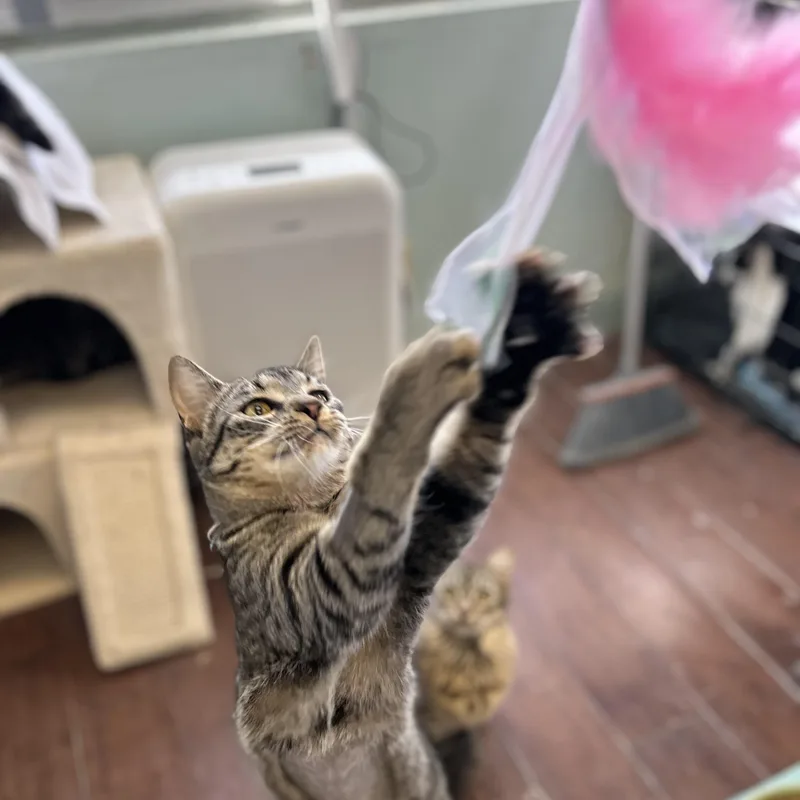 A baby medium-sized female Tabby (Brown / Chocolate) Domestic Short Hair cat named Kix for adoption in Orange, CA