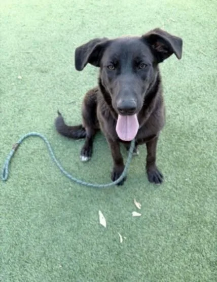 A young medium-sized female Labrador Retriever dog named Millagro for adoption in Van Nuys, CA