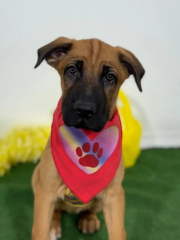 A baby medium-sized female Brown / Chocolate Belgian Shepherd / Malinois dog named Lyla for adoption in Carlsbad, CA