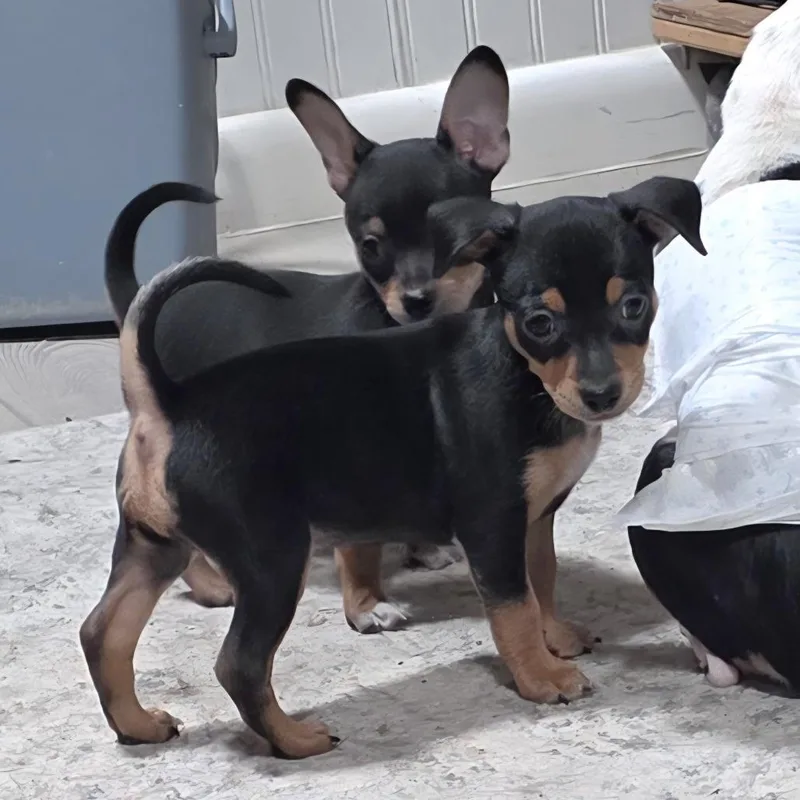 A baby small-sized female Chihuahua dog named Duchess GC for adoption in Austin, TX