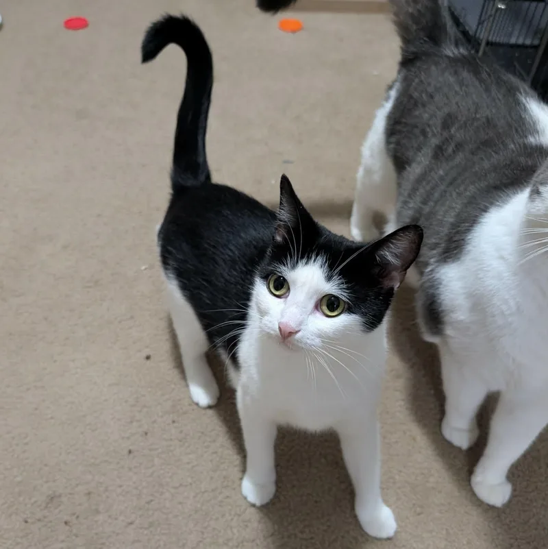 A young medium-sized female Black & White / Tuxedo Domestic Short Hair cat named Bonnie for adoption in Bellmawr, NJ