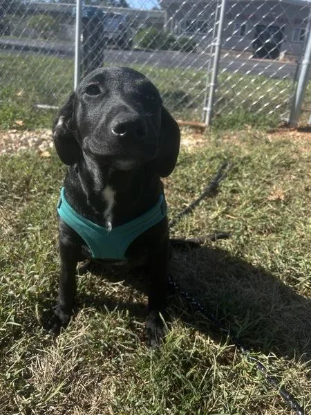 A baby medium-sized male Australian Cattle Dog / Blue Heeler dog named Penguin for adoption in Osage Beach, MO