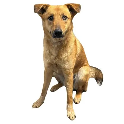 An adult large-sized male Shepherd dog named Otto for adoption in Red Bluff, CA