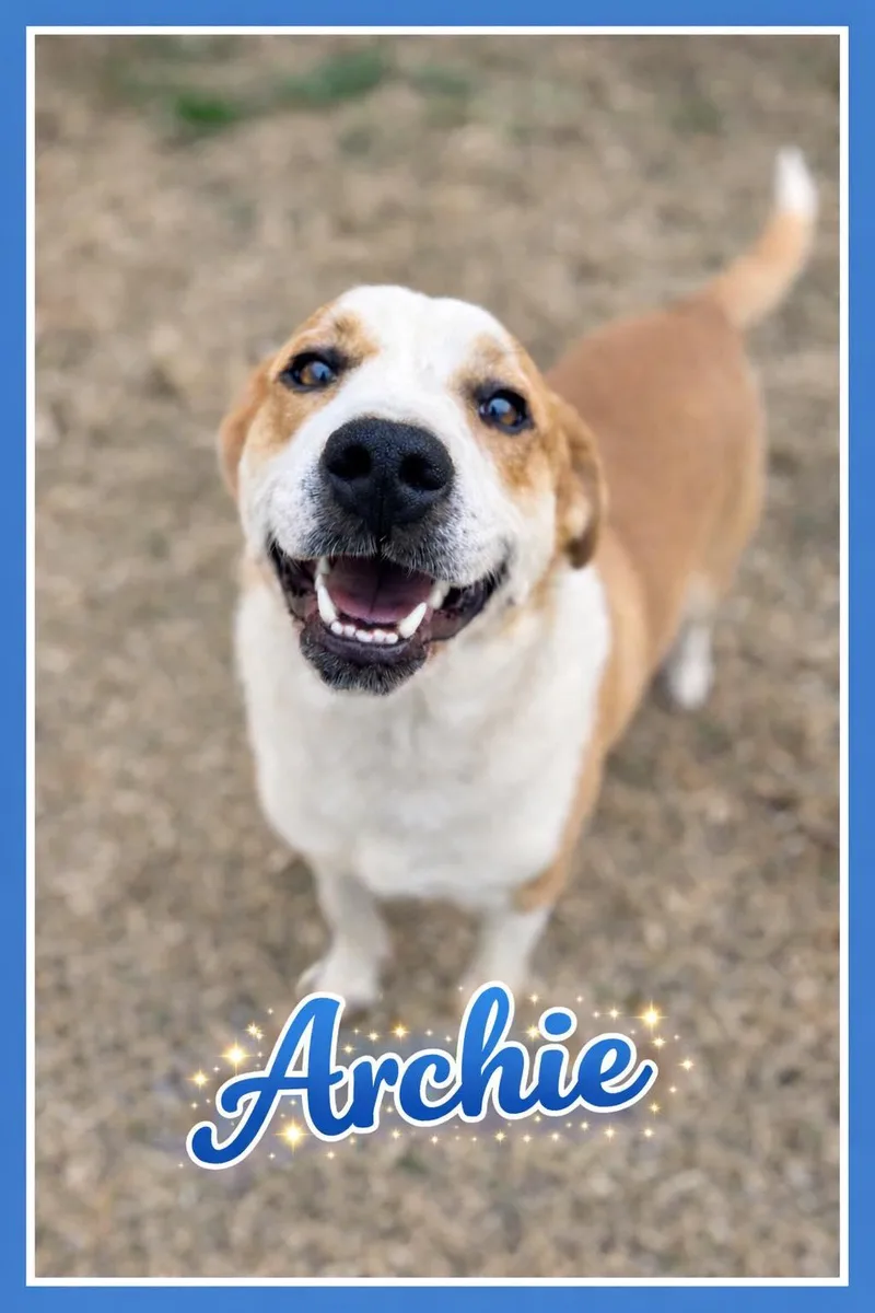A young large-sized male White / Cream Mixed Breed dog named Archie for adoption in Bowie, TX
