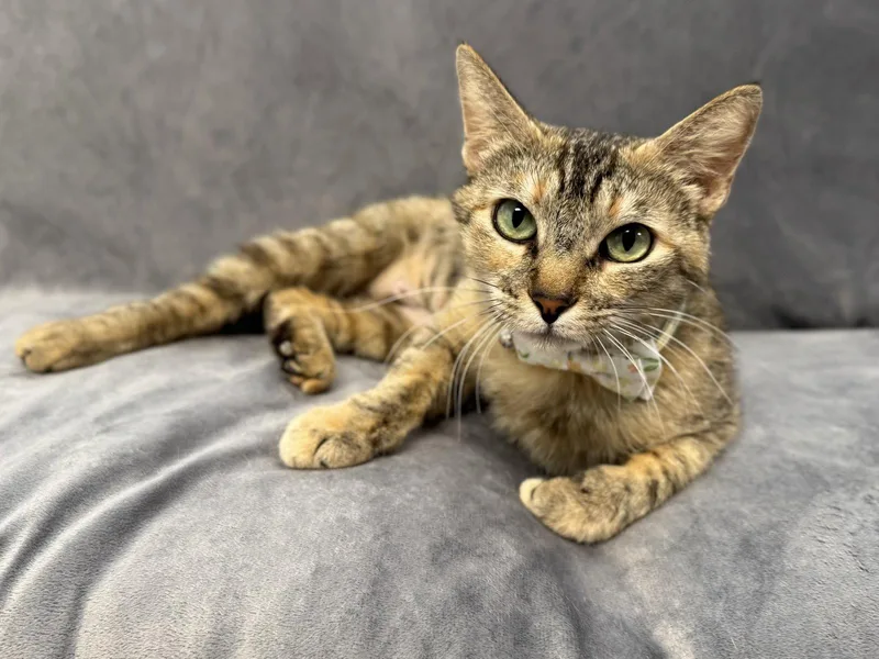 An adult medium-sized female Tabby cat named Espresso for adoption in Palo Alto, CA