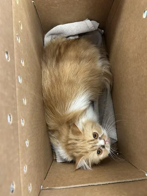 A young medium-sized female Persian cat named Cayenne for adoption in San Jose, CA