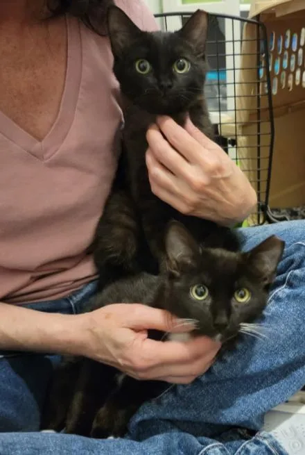 A young medium-sized male Domestic Short Hair cat named Bum Bum for adoption in Phoenix, AZ