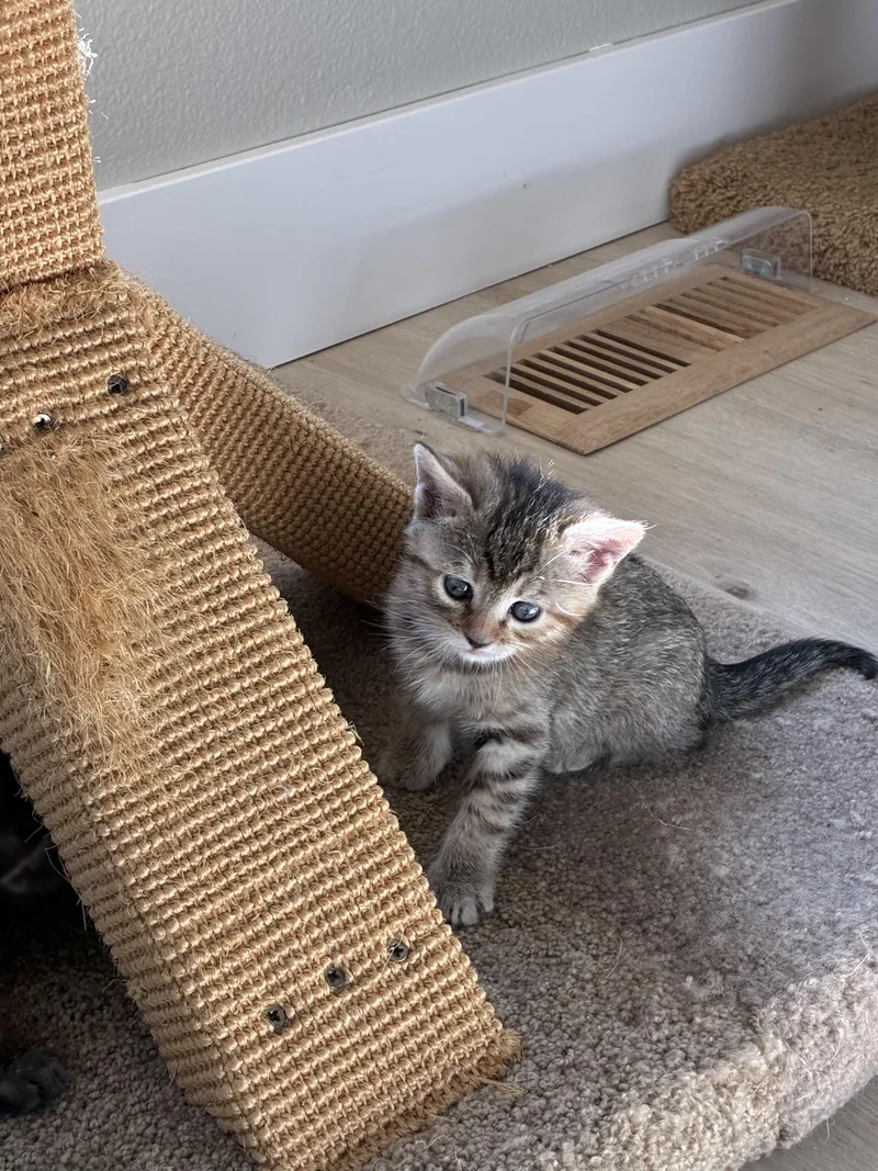 Mercury
