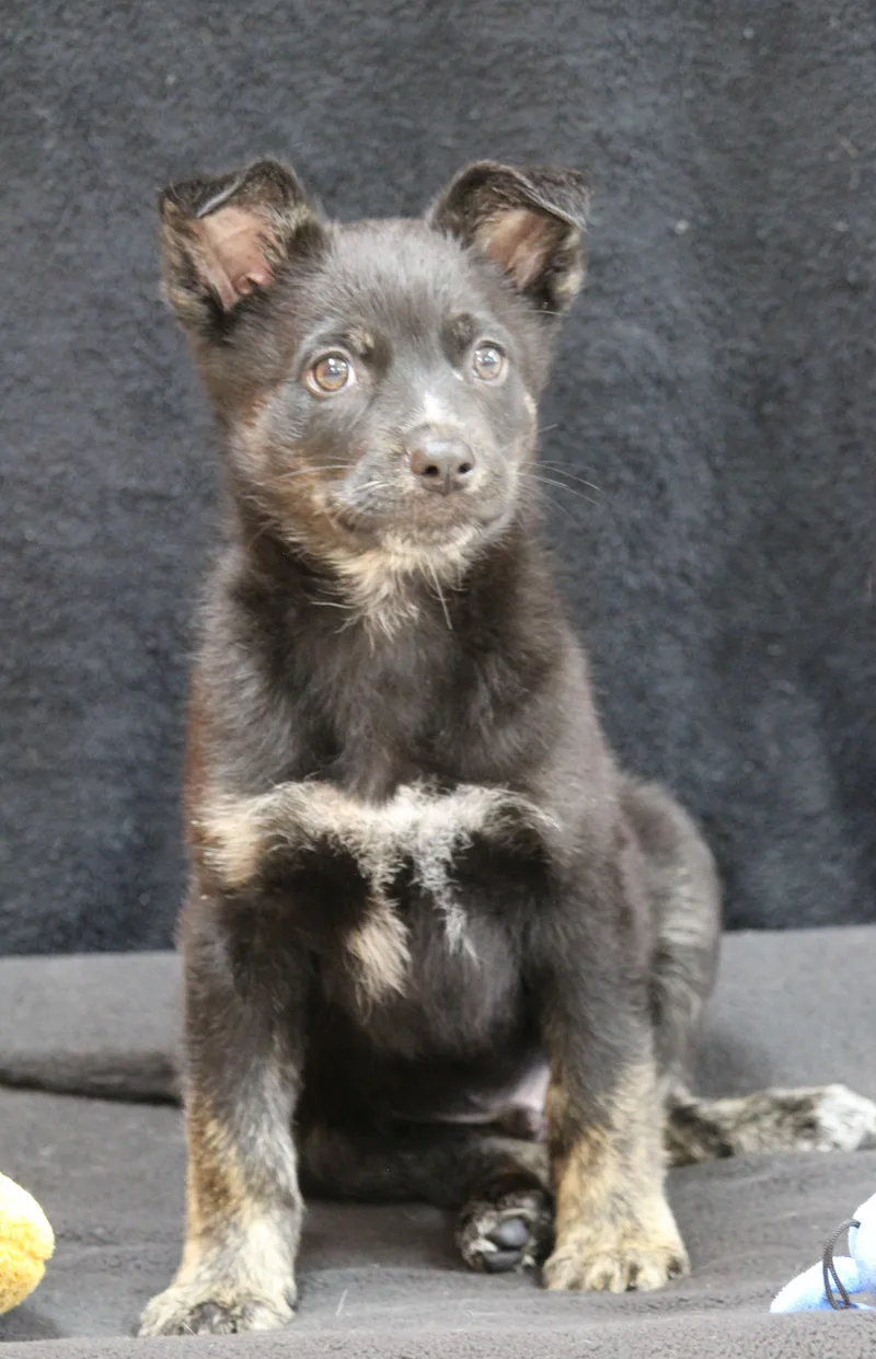 A baby medium-sized male Mixed Breed dog named Adonis for adoption in Portage, WI