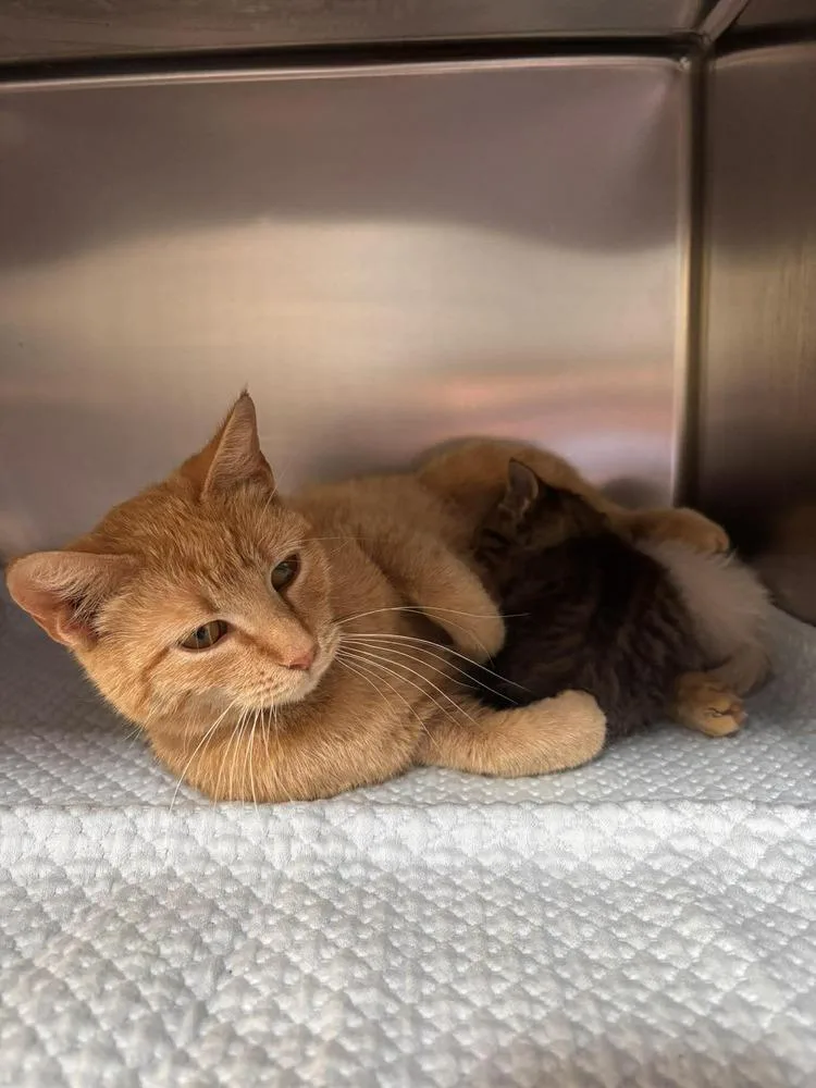 A young medium-sized female Tabby (Orange / Red) Domestic Short Hair cat named Hummingbird for adoption in Statesboro, GA