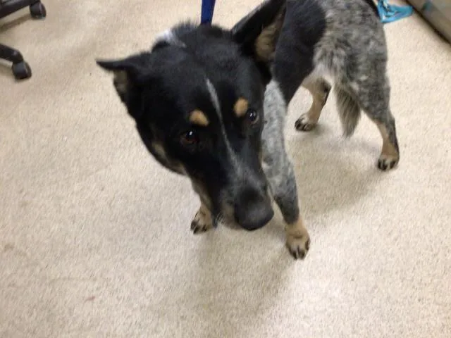 A young medium-sized male Australian Cattle Dog / Blue Heeler dog named Ruger for adoption in Riverside, CA