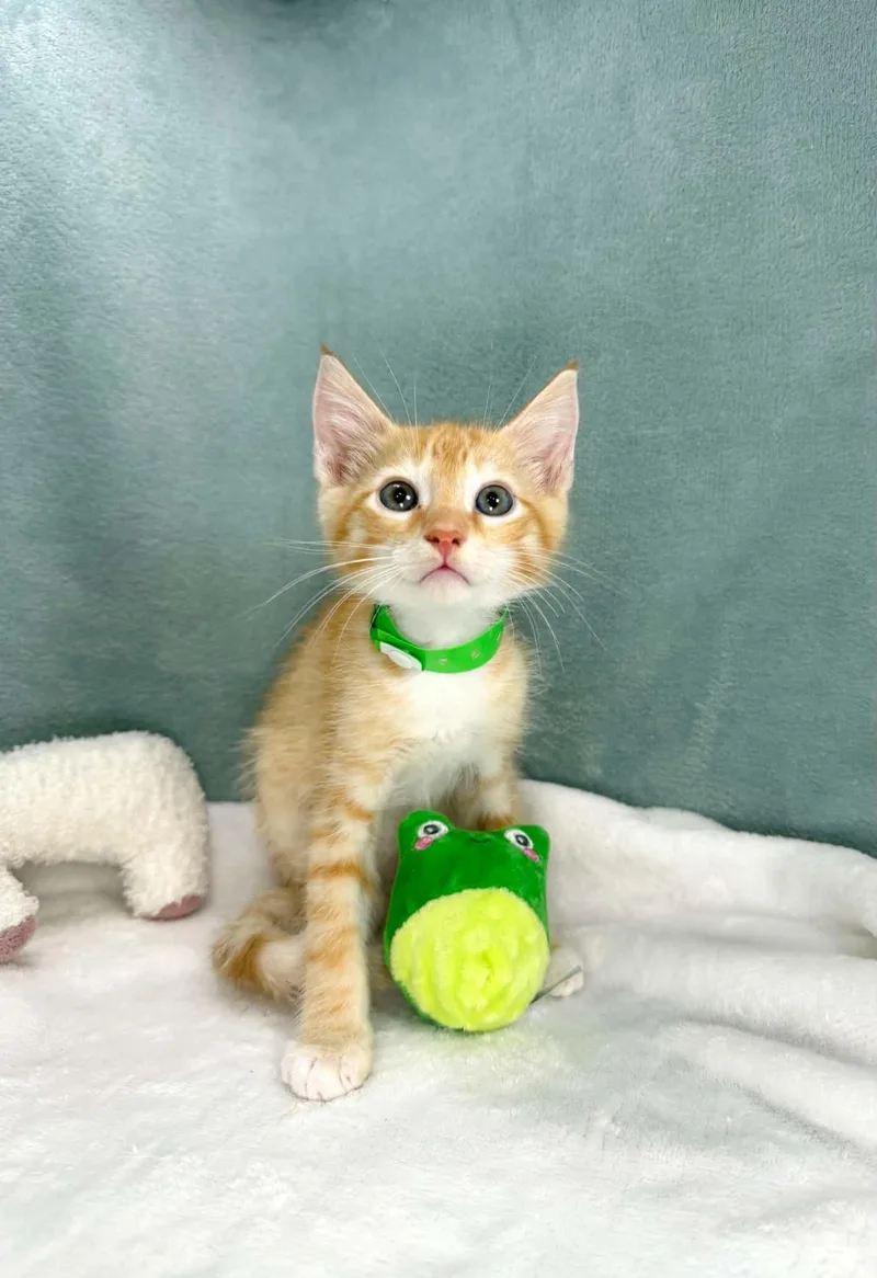 A baby medium-sized male Orange & White Tabby cat named Benson for adoption in Tavares, FL