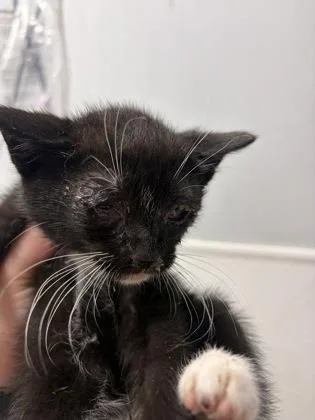 A baby small-sized male Domestic Short Hair cat named Peyton for adoption in West Chester, PA
