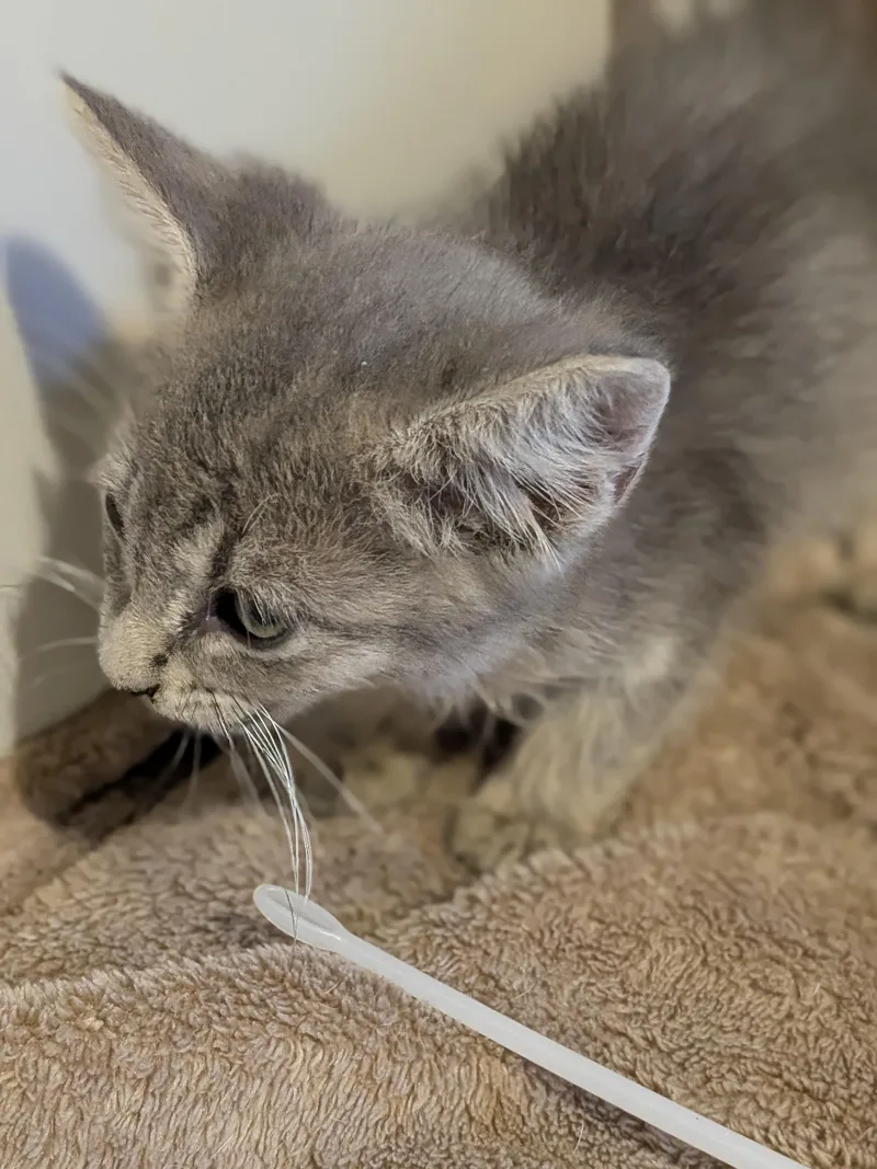 A baby small-sized female Tabby (Gray / Blue / Silver) Silver cat named Pippa for adoption in Rock Spring, GA