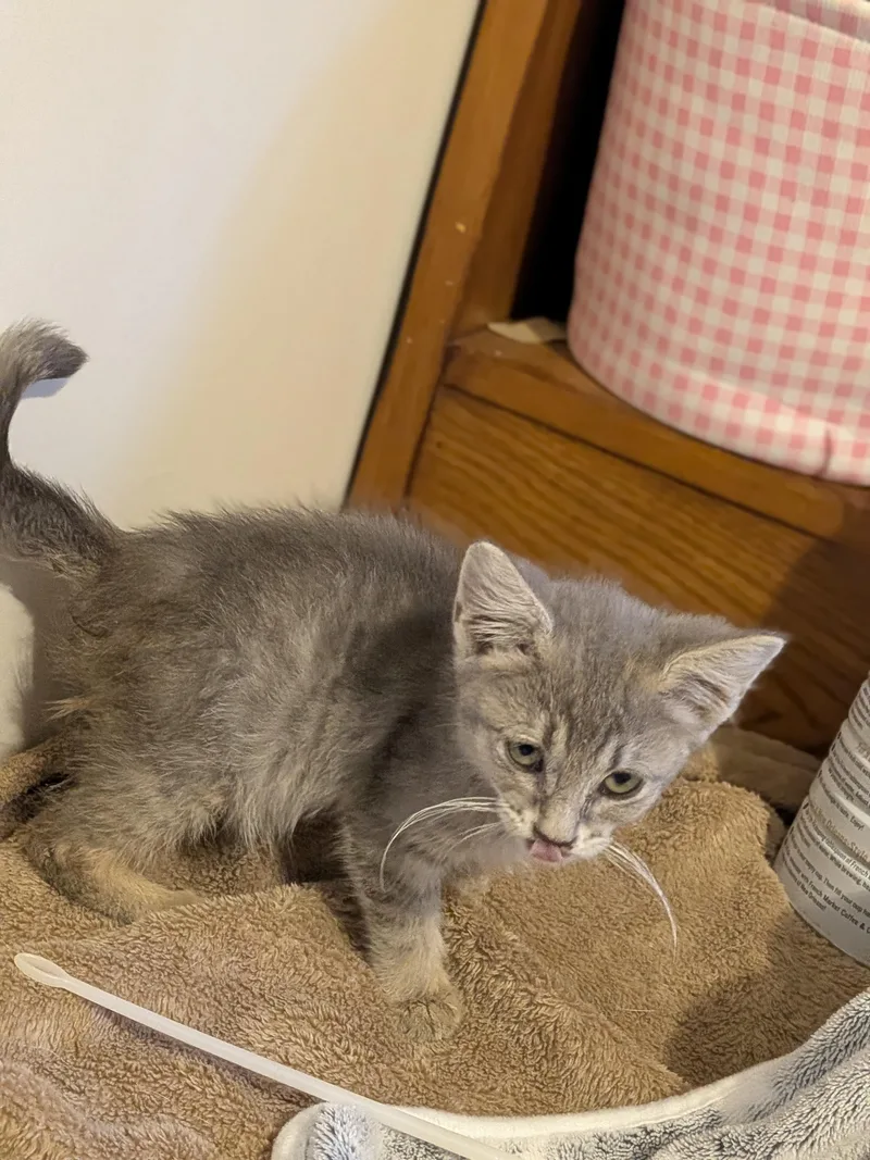 Pippa thumbnail 3