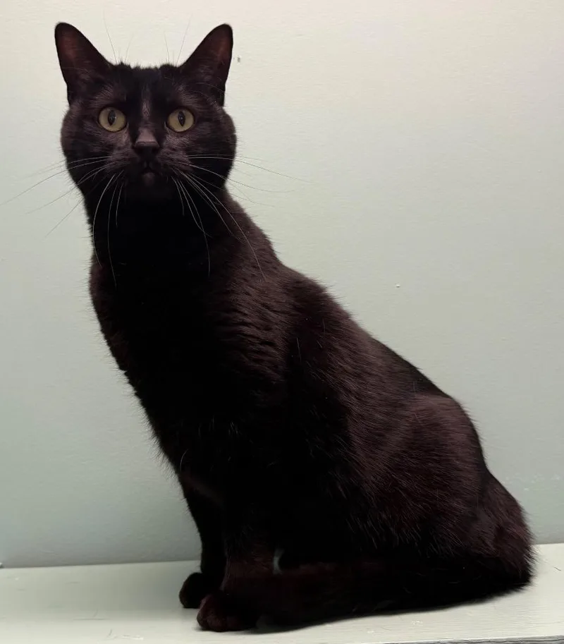 An adult medium-sized female Black Domestic Short Hair cat named Coco for adoption in Amery, WI