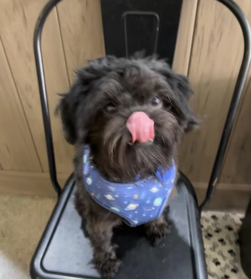 Chewy Chase thumbnail 3