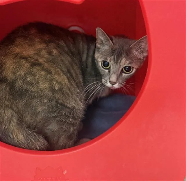 An adult medium-sized female Domestic Short Hair cat named Tammy for adoption in Conroe, TX