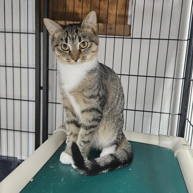 A baby medium-sized female Brown / Chocolate Domestic Short Hair cat named Trefoil for adoption in Ridgely, MD
