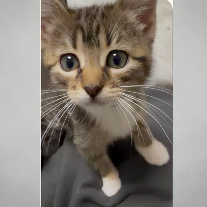 A baby small-sized female Black Domestic Short Hair cat named Koto for adoption in Wichita, KS