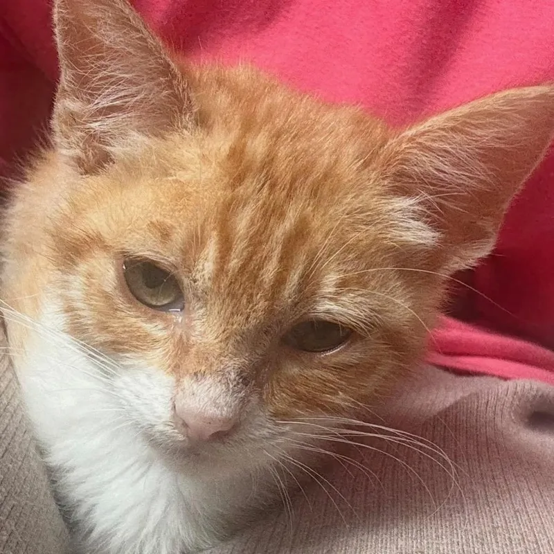 A baby small-sized female Orange / Red Domestic Short Hair cat named Aurora for adoption in Tustin, CA