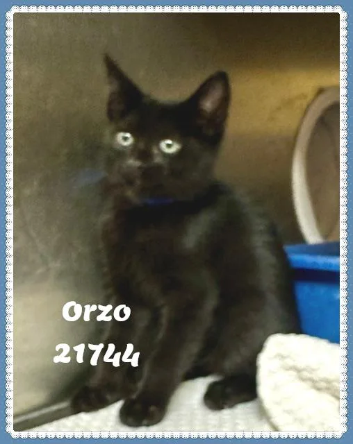 Orzo thumbnail 3