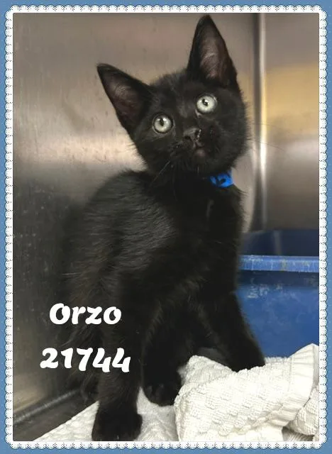Orzo thumbnail 4