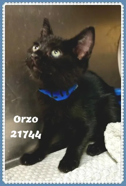 Orzo thumbnail 5