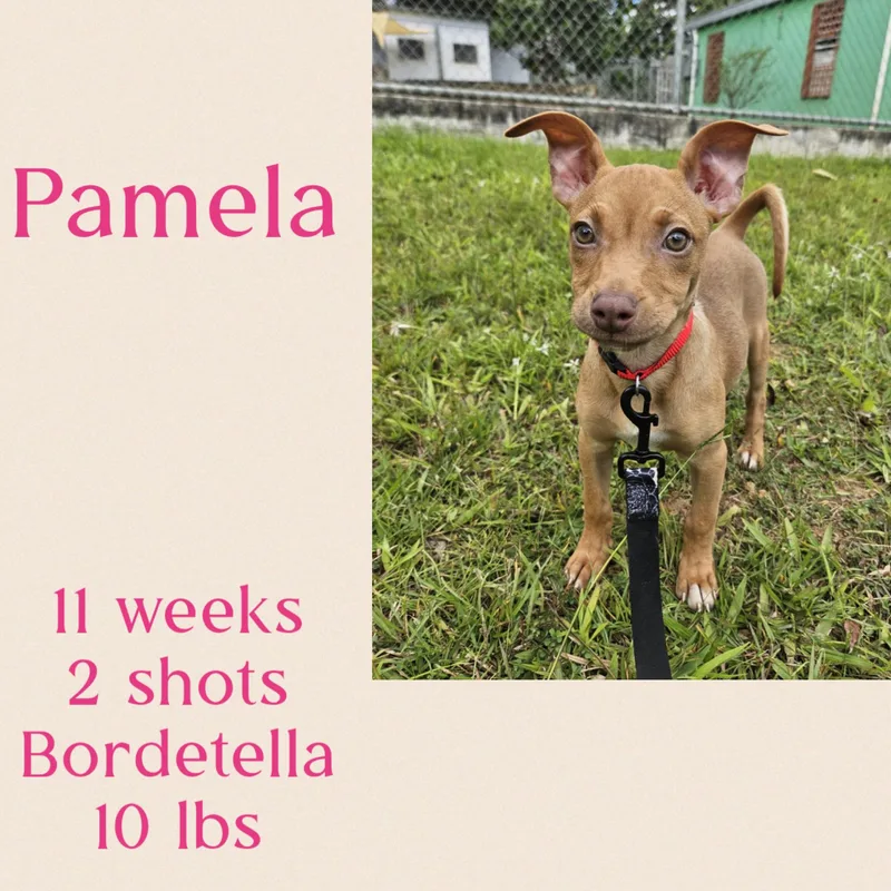 Pamela