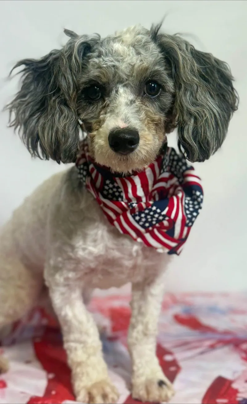 A young small-sized male Cavachon dog named Farley for adoption in New Stanton, PA