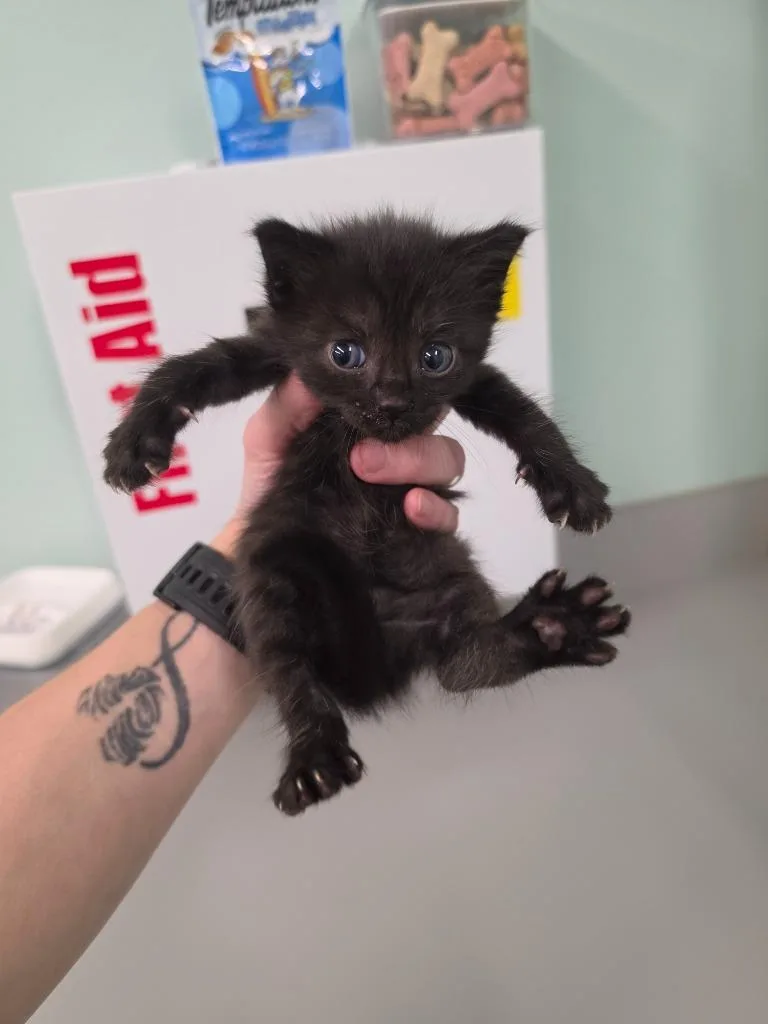A baby small-sized male Domestic Short Hair cat named Pesh for adoption in Athens, TN