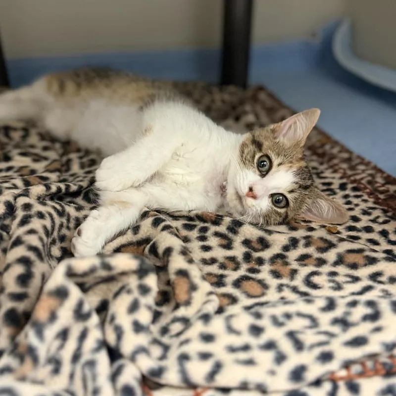 A baby small-sized female Calico Domestic Short Hair cat named Fireball for adoption in Caryville, TN