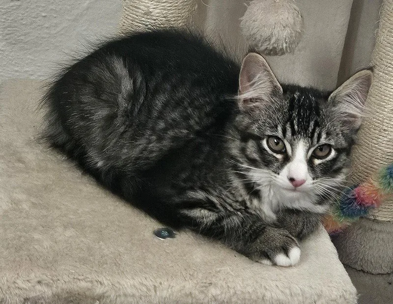 A baby medium-sized female Domestic Medium Hair cat named Brigitta for adoption in St. Helens, OR