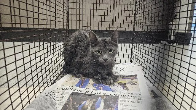 A young small-sized female Domestic Medium Hair cat named Chitis for adoption in Van Nuys, CA