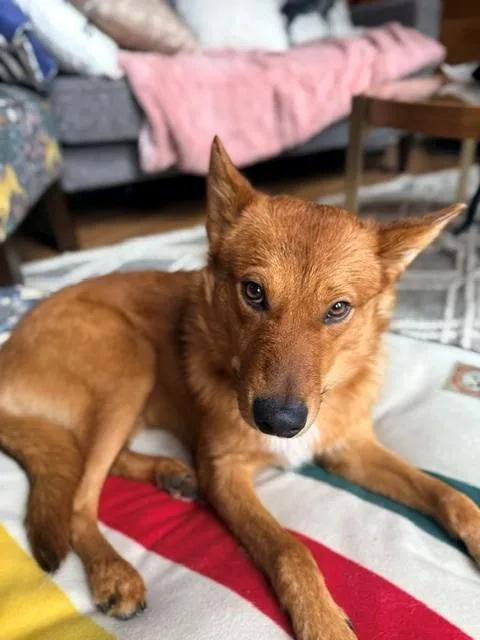 A young medium-sized male Finnish Spitz dog named Finnley Brie Whiskington Iii for adoption in San Bernardino, CA