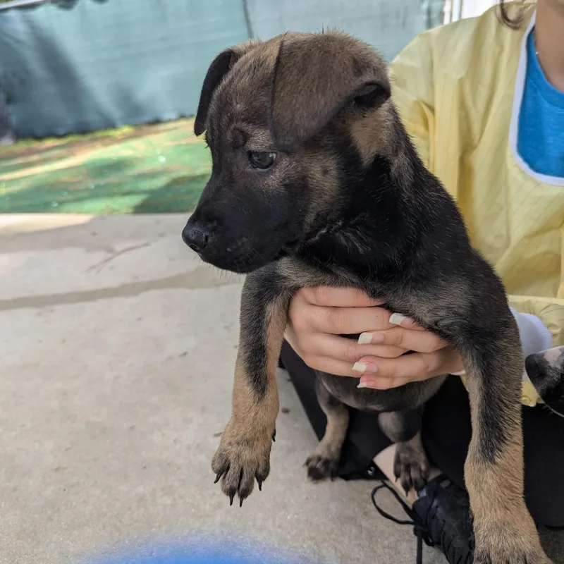 A baby small-sized female Yellow / Tan / Blond / Fawn Mixed Breed dog named Spider Man for adoption in Naples, FL