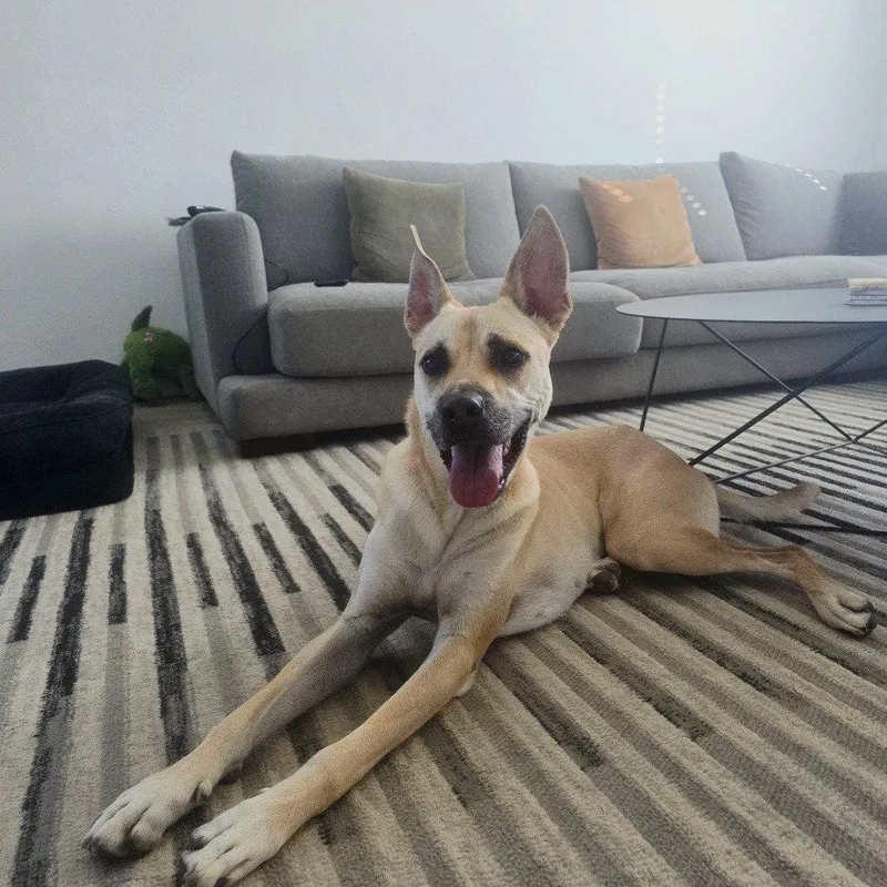 An adult large-sized male Black Mouth Cur dog named Marley Iv for adoption in Dallas, TX