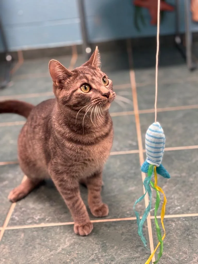 A baby small-sized male Domestic Short Hair cat named Wyatt for adoption in Lima, OH