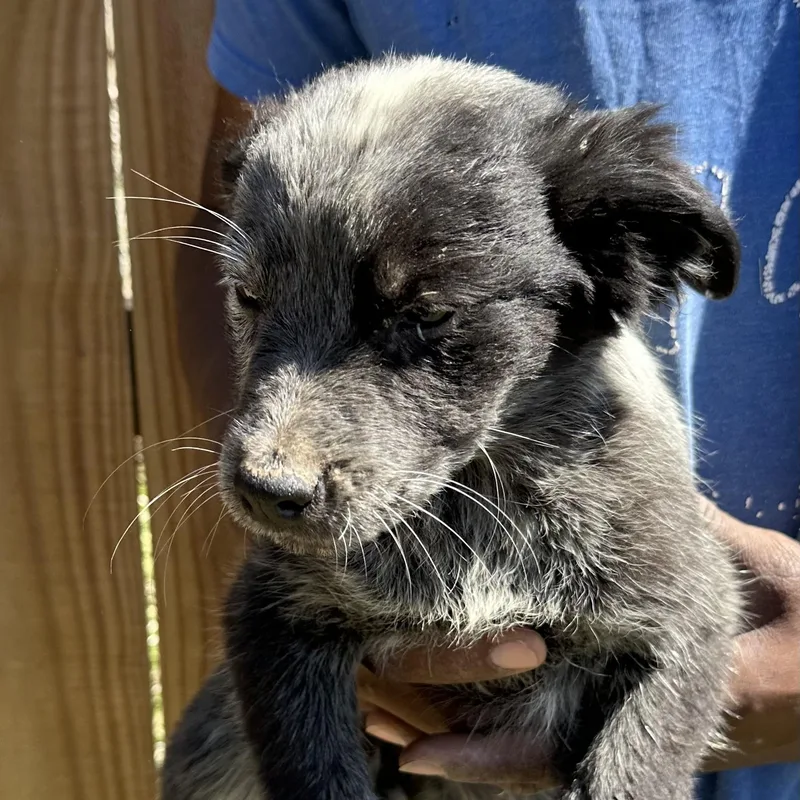 Bo  Local April thumbnail 3