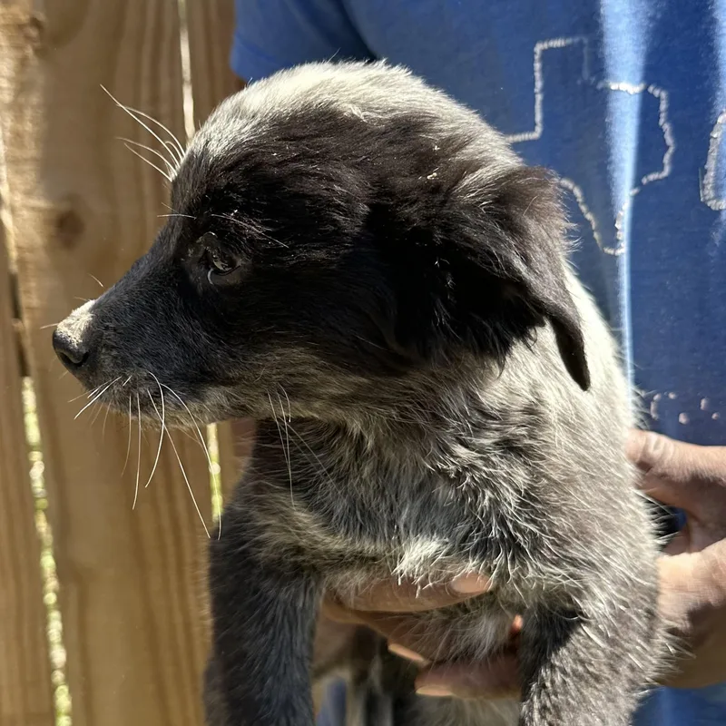 Bo  Local April thumbnail 4