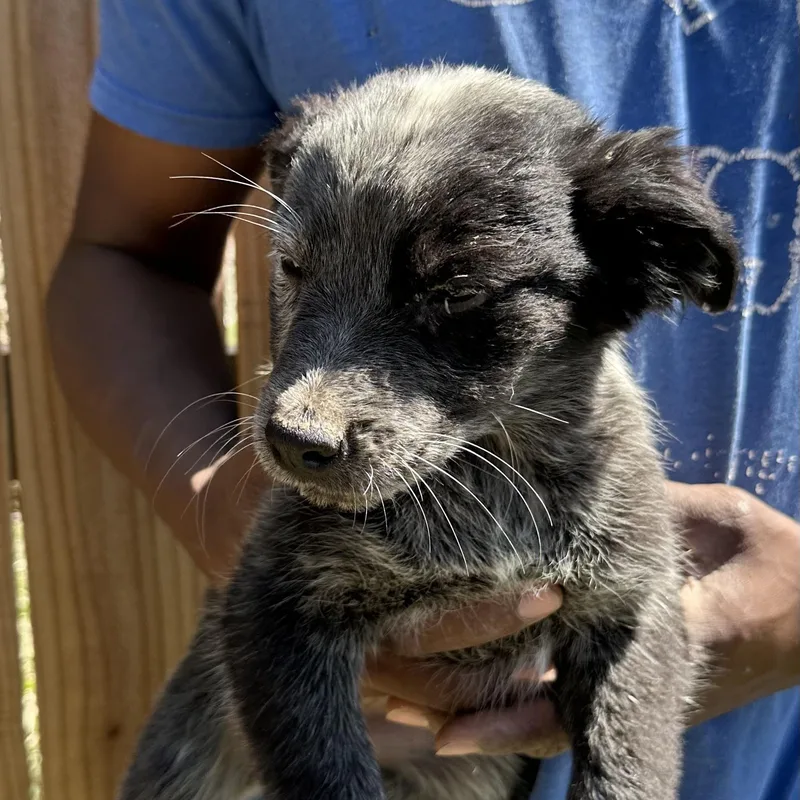 Bo  Local April thumbnail 5