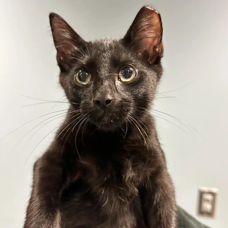 A baby small-sized female Black Domestic Medium Hair cat named Mary Cooper for adoption in Chattanooga, TN