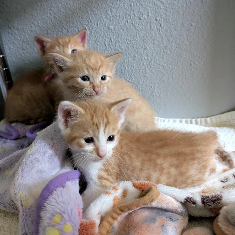 A baby small-sized male Orange / Red Domestic Short Hair cat named Z Bar for adoption in Austin, TX