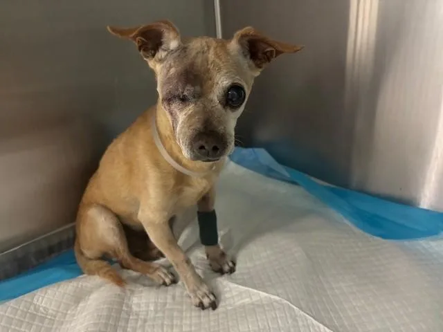 An adult small-sized male Chihuahua dog named Angel for adoption in Lancaster, CA