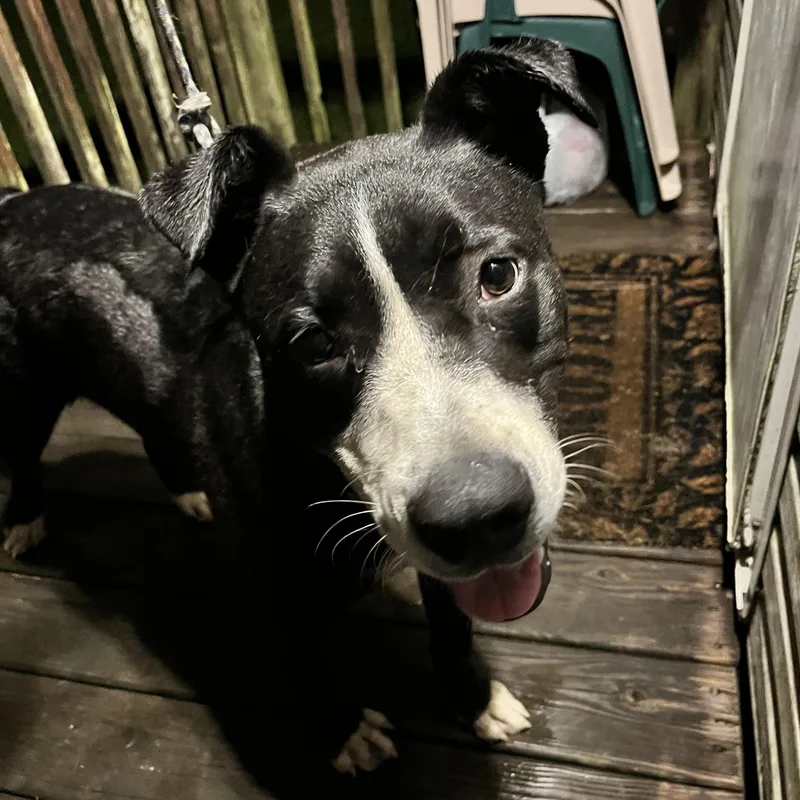 A young large-sized male Mixed Breed dog named Courtesy  Toby for adoption in Mobile, AL