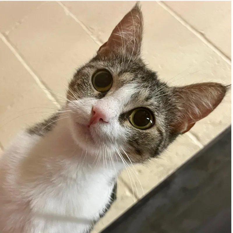 An adult medium-sized female Brown / Chocolate Domestic Short Hair cat named Sequoia for adoption in Redwood City, CA