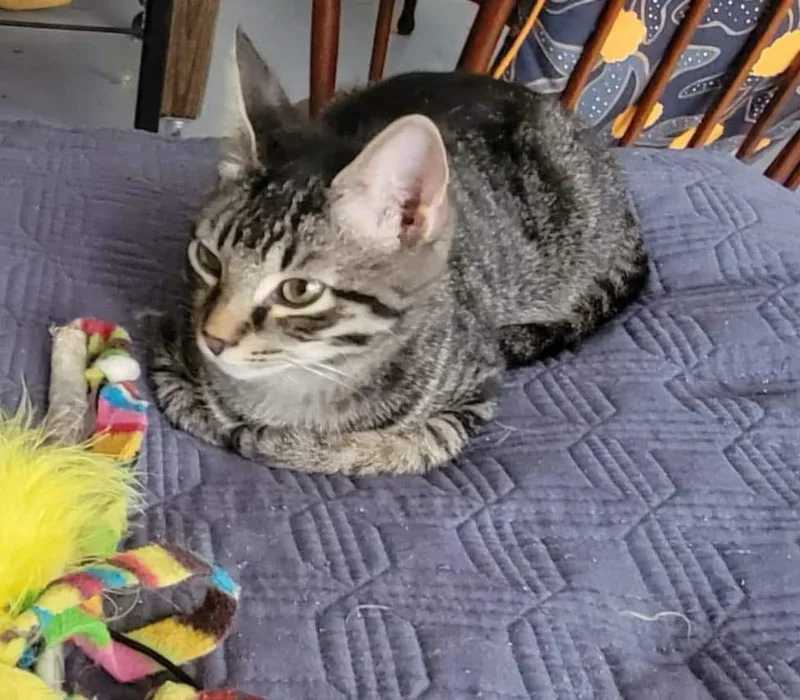 Peter Pan thumbnail 2