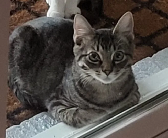 Peter Pan thumbnail 3