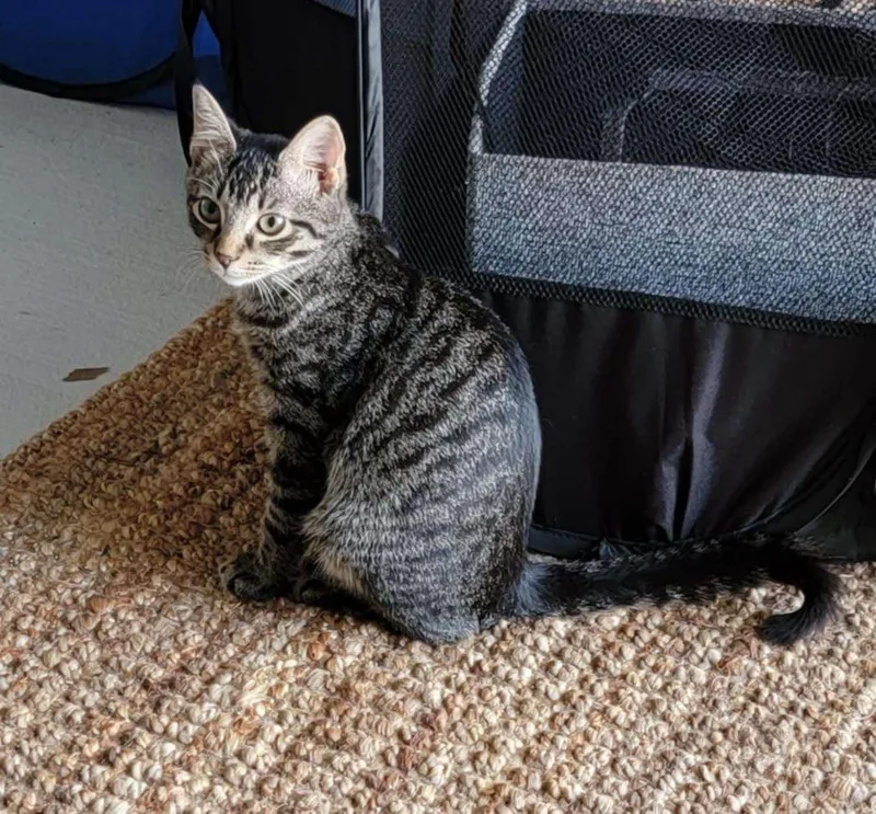 Peter Pan thumbnail 4