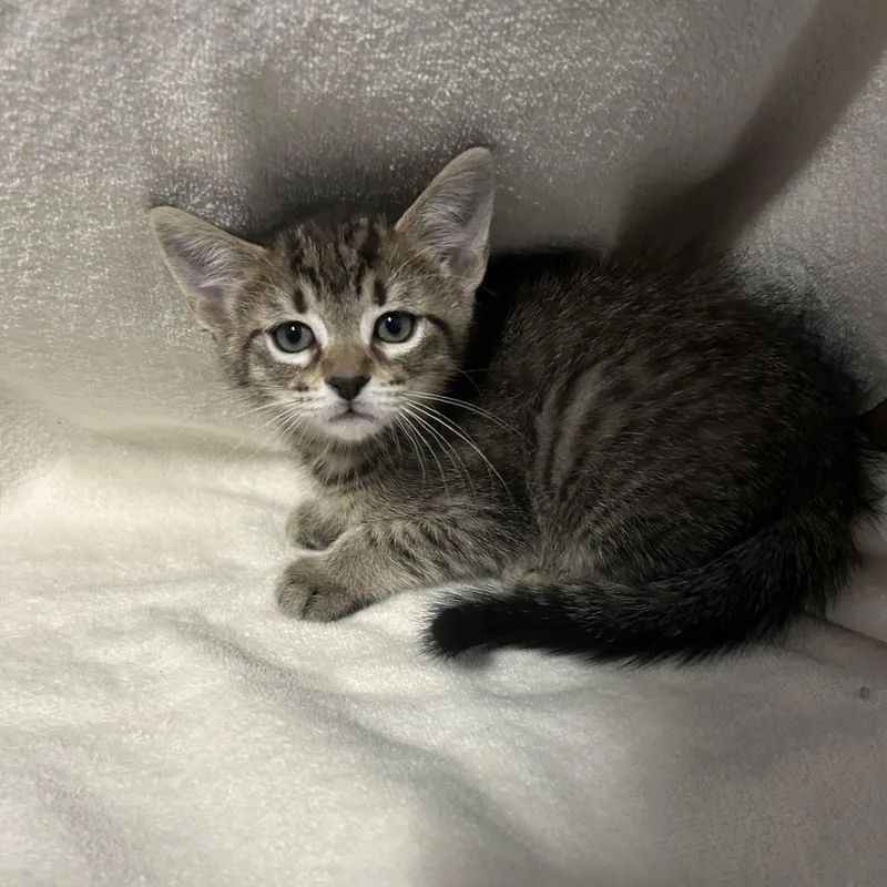 A baby small-sized female Domestic Short Hair cat named MewTwo for adoption in Metairie, LA
